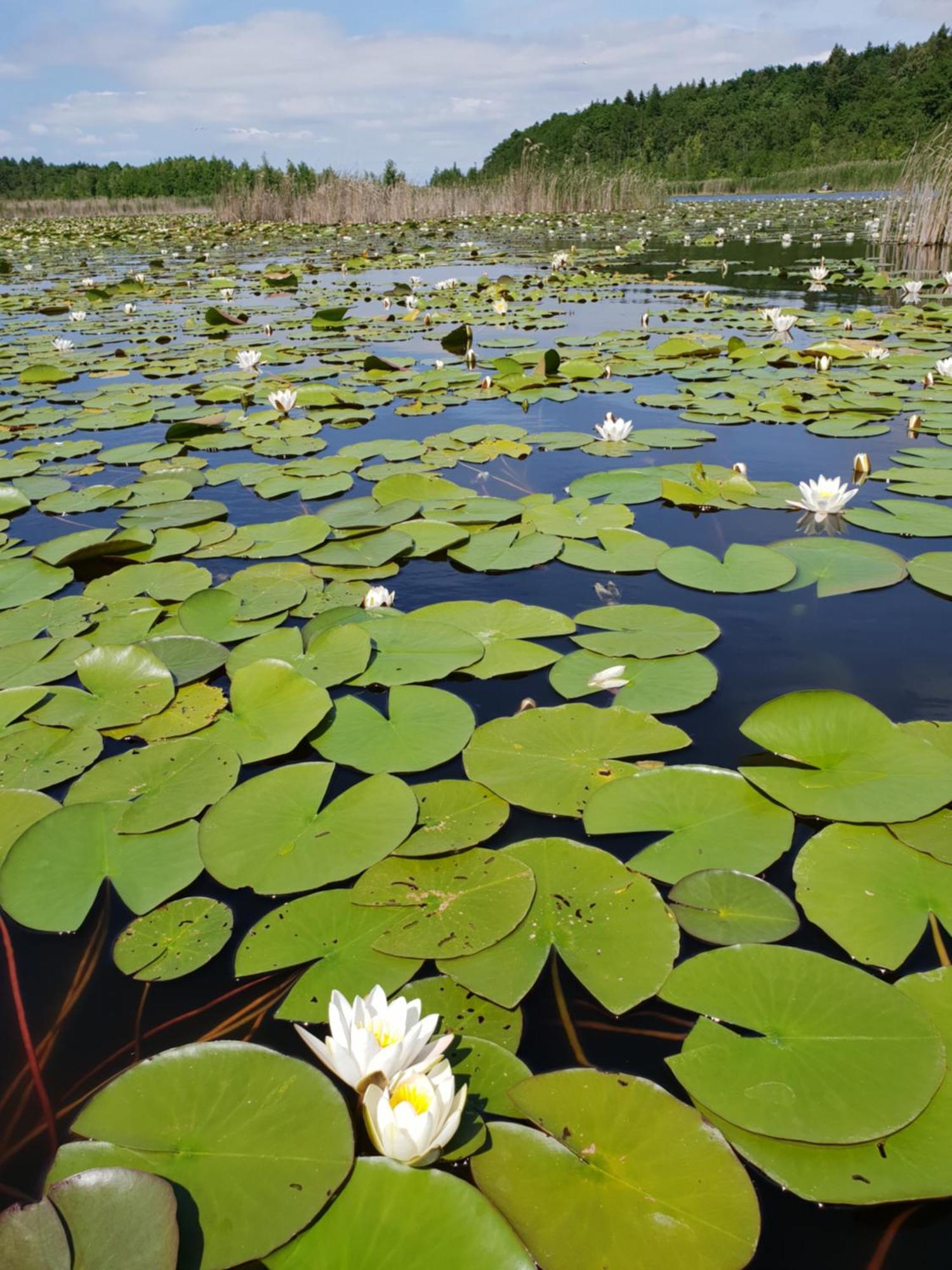 Ferienwohnung Peetsch Am See Mirow Esterno foto